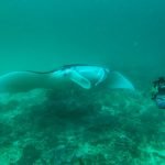 Manta_Ray_Raja_Ampat_Papua_Indonesia