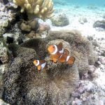 Fals_Clown_Fish_Siladen_Bunaken_Marine_Park_Sulawesi