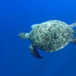 Green_Sea_Turtle_Snorkeling_Tour_Bunaken_Marine_Park_Sulawesi