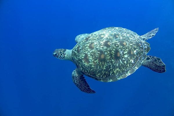 Green_Sea_Turtle_Snorkeling_Tour_Bunaken_Marine_Park_Sulawesi