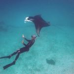 Snorkeler_Manta_Ray_Raja_Ampat_West_Papua_Indonesia
