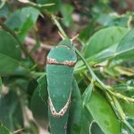 Late_stage_pupating_Catepillar_Siladen_island