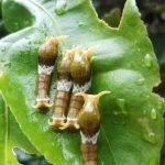 Pupating_Catepillars_siladen_island