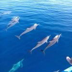 Dolphins_Tour_Bunaken_Marine_Park_Sulawesi