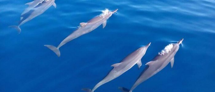 Dolphins_Tour_Bunaken_Marine_Park_Sulawesi