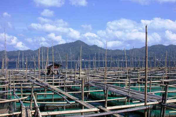 Fish_Farm_Tondano_Lake_Sulawesi