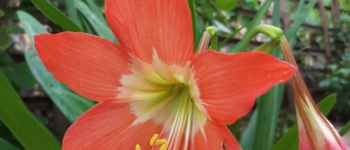 OctoberFlower_Silanna_Beach_Garden_Siladen_Bunaken_Marine_Park_Sulawesi