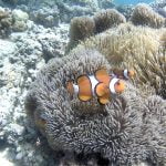 Finding_Nemo_Siladen_Reef_Bunaken_Marine_Park_Sulawesi