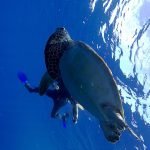 Snorkeling_Tour_Green_Sea Turtle_Bunaken_Marine_Park_Sulawesi