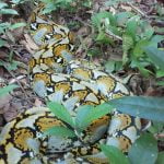 Python_Snake_Tangkoko_Nature_Reserve_Sulawesi
