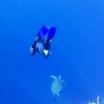 Snorkeler_and_Green_Turtle_Bunaken