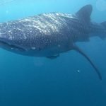 whale_shark_Rhincodon_typus