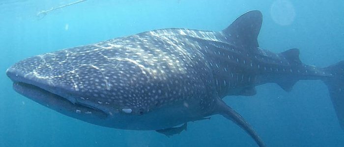whale_shark_Rhincodon_typus