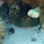 Blue_Spotted_Sting_Ray_One