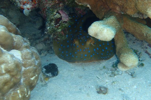 Blue_Spotted_Sting_Ray_One