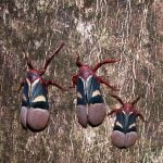 Cicadas_Tangkoko_Nature_Reserve