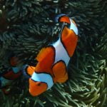Clown_Fish