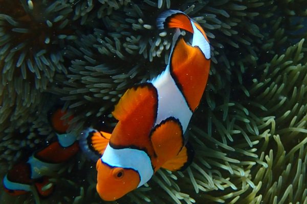 Clown_Fish