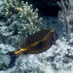 Colorful_Box_Fish