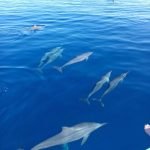 Dolphin_Trip_July_2018_Bunaken_Dolphin_Two