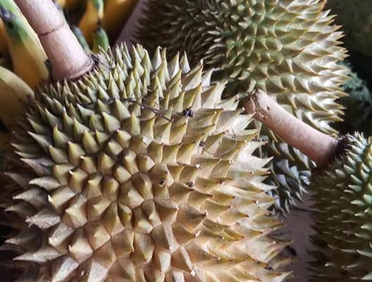Durians