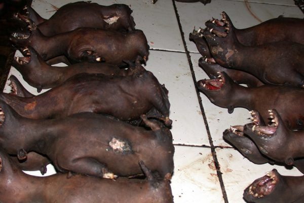 Fruit_Bat_Flying_Fox_Tomohon_Market_Minahasa_Sulawesi