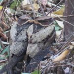 Great_Ear_Nightjar_Arco_Birdwatching_Group_from_Taiwan