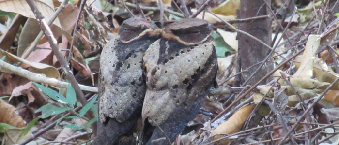 Great_Ear_Nightjar_Arco_Birdwatching_Group_from_Taiwan