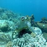 Green_Turtle_Posing_on_Siladen_Reef`