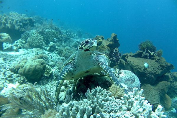 Green_Turtle_Posing_on_Siladen_Reef`