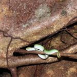 Green_Viper_Tangkoko_Nature_Reserve