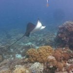 Eagle_Ray_Siladen_Bunaken_Marine_Park_Sulawesi