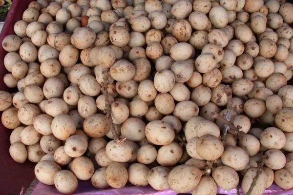 Lansa_Fruit