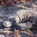 Lazy_Drago_Komodo_National_Park