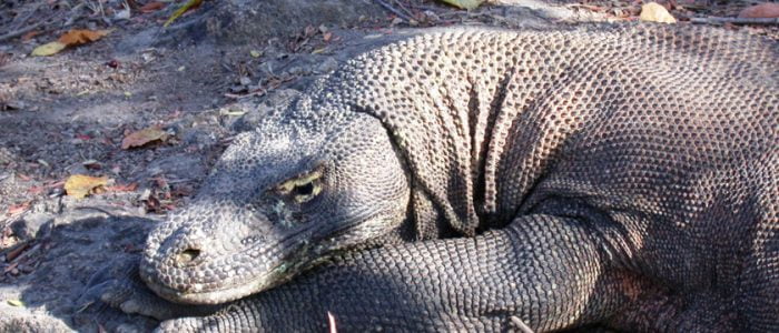 Lazy_Drago_Komodo_National_Park