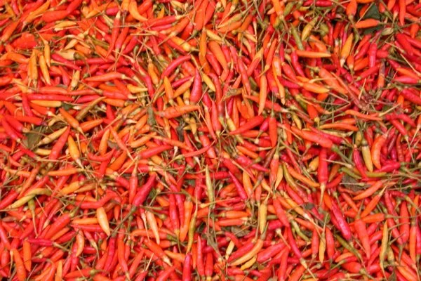 Local_Chili