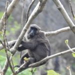 Macaca_Maura_Monkey_Ramang_Ramang_Sulawesi