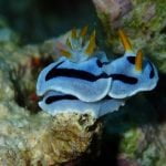 Nudibranch