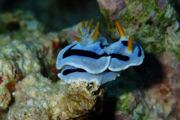 Nudibranch