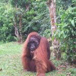 Orangutan_Kosasih_Former_King_of_the_Jungle_Tanjung_Puting_Central_Borneo
