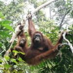 Orangutan_Tanjung_Puting_Two