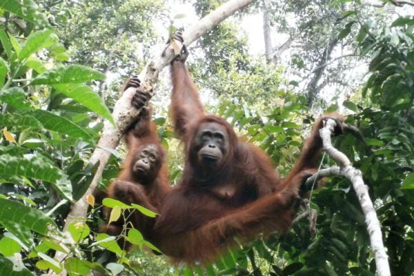 Orangutan_Tanjung_Puting_Two