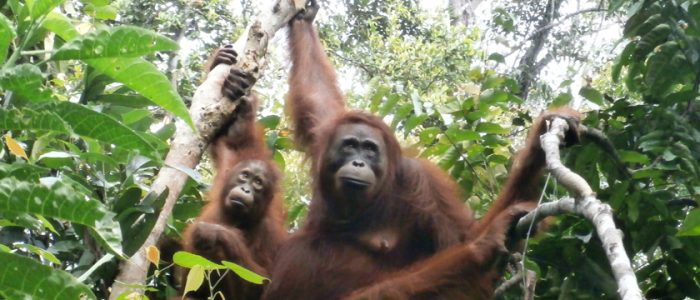 Orangutan_Tanjung_Puting_Two