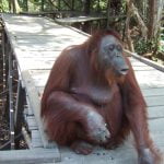 Orangutan_at_Tanjung_Puting_Central_Borneo