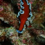 Red_Flat_Worm_Raja_ampat_West_Papua_Indonesia