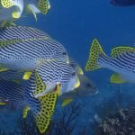 Sweet_Lip_Fish_Raja_Ampat_West_Papua_Indonesia