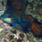 Mandarin_Fish_Banda_Neira_Ambon_Molluca_Indonesia