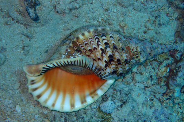Tritton_Shell_Banda_Neira_Ambon_Molluca_Indonesia