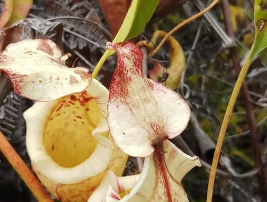 Pitcher_Plant_Fly_Catching_Plants_Marari_Hill_Lake_Poso_Sulawesi