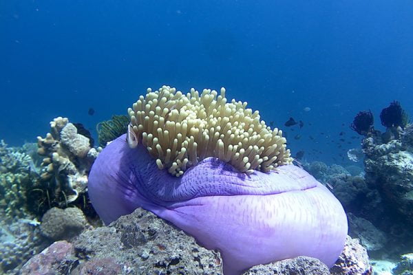 Purple_Anemone